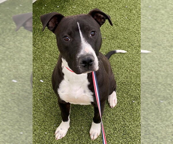 Medium Photo #1 Labrador Retriever-Unknown Mix Puppy For Sale in Fayetteville, NC, USA