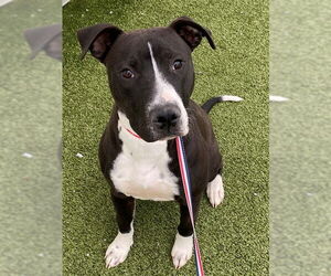 Labrador Retriever-Unknown Mix Dogs for adoption in Fayetteville, NC, USA