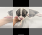 Small Photo #7 Olde English Bulldogge Puppy For Sale in SAINT PAUL, MN, USA