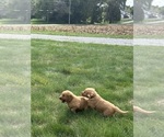 Small #2 Golden Retriever