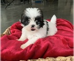 Puppy 2 Zuchon