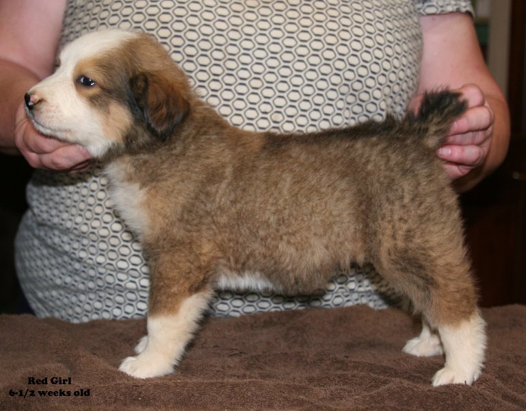 Medium Photo #1 Great Bernese Puppy For Sale in HOPKINSVILLE, KY, USA