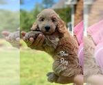 Small Photo #17 Goldendoodle (Miniature) Puppy For Sale in STELLA, NC, USA