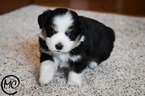 Small Photo #6 Miniature Australian Shepherd Puppy For Sale in OAKLEY, KS, USA