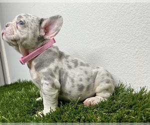 French Bulldog Puppy for sale in CORONA, CA, USA
