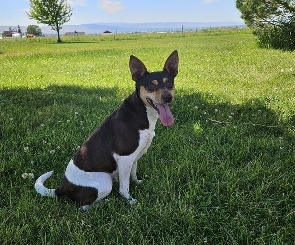 Medium Photo #1 Rat Terrier Puppy For Sale in ELLENSBURG, WA, USA