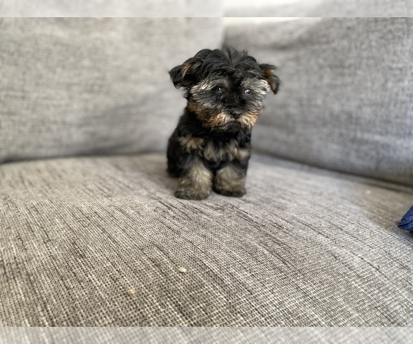 Medium Photo #9 Morkie Puppy For Sale in ATL, GA, USA