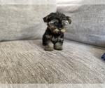 Small Photo #9 Morkie Puppy For Sale in ATL, GA, USA