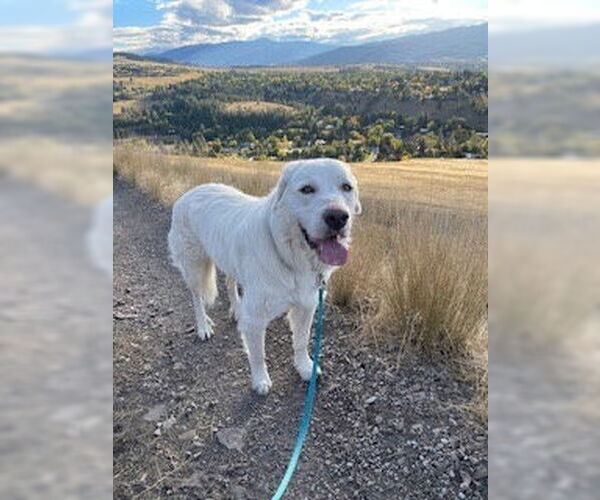 Medium Photo #2 Great Pyrenees-Unknown Mix Puppy For Sale in Polson, MT, USA