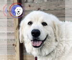 Small Great Pyrenees