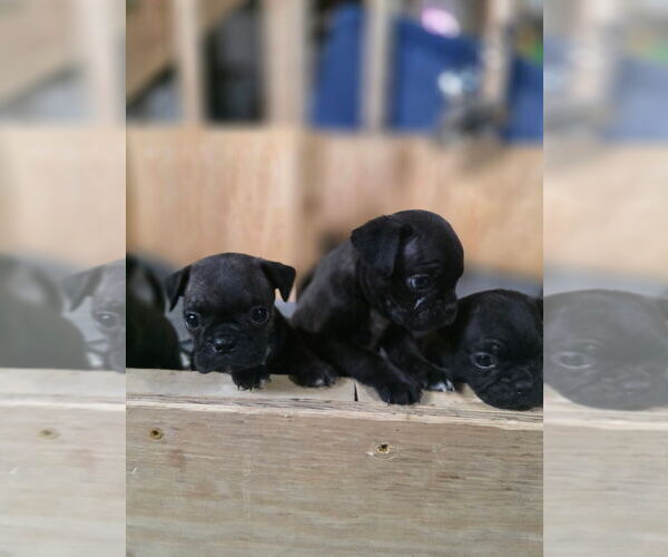 Medium Photo #10 Buggs Puppy For Sale in INDIANAPOLIS, IN, USA