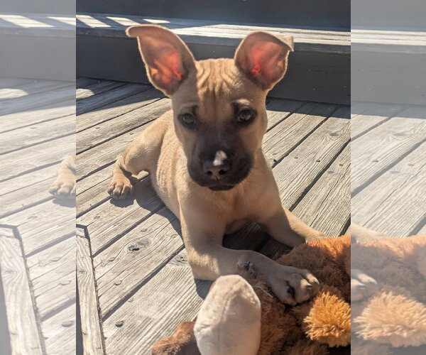 Medium Photo #1 Mutt Puppy For Sale in Bellevue, WA, USA