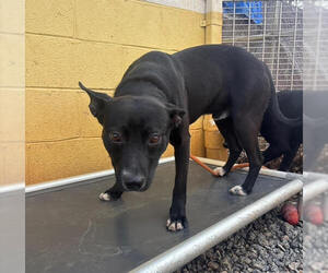 Labrador Retriever-Unknown Mix Dogs for adoption in Elmsford, NY, USA