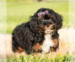 Small Photo #26 Poodle (Miniature) Puppy For Sale in WARSAW, IN, USA