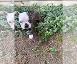 Small #2 Boston Terrier