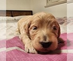 Litter of 5 - Male(s) and Female(s) GoldendoodleLitter of Puppies for Sale - Photo #2