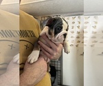 Small Photo #3 Bulldog Puppy For Sale in WARRENTON, OR, USA