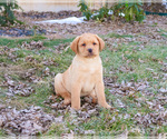 Small #7 Labrador Retriever