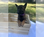 Small Photo #2 Belgian Malinois Puppy For Sale in CLOVIS, CA, USA