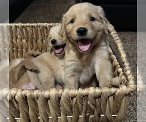Golden Retriever Puppy for sale in STRATHMORE, CA, USA