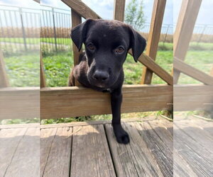 Labrador Retriever-Unknown Mix Dogs for adoption in Germantown, OH, USA