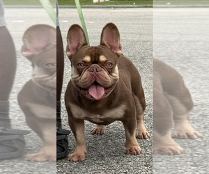 Father of the French Bulldog puppies born on 09/21/2025