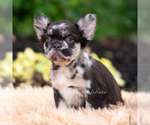 Puppy Boba AKC French Bulldog