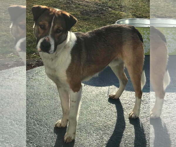 Medium Photo #4 Collie-German Shepherd Dog Mix Puppy For Sale in Cookeville, TN, USA