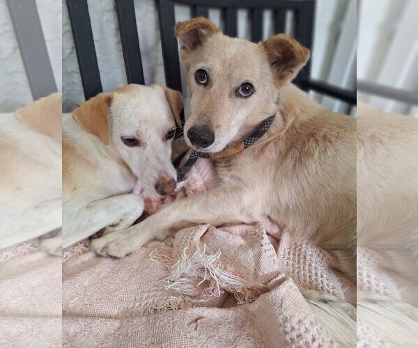 Medium Photo #4 Mutt Puppy For Sale in Chico, CA, USA