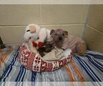 Small #9 Mutt