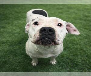 American Bulldog Dogs for adoption in HESPERIA, CA, USA