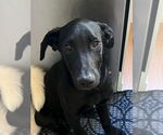 Small #3 Labrador Retriever Mix