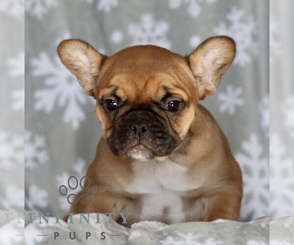 Medium Photo #4 French Bulldog Puppy For Sale in RONKS, PA, USA