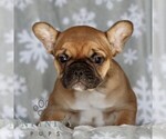 Small Photo #4 French Bulldog Puppy For Sale in RONKS, PA, USA