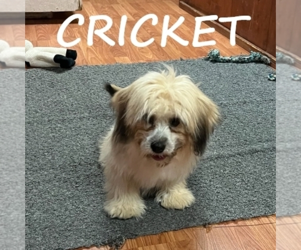 Medium Photo #1 Shih-Poo Puppy For Sale in HARTLAND, MN, USA