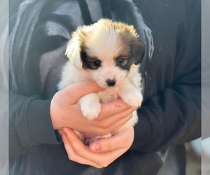 Papillon Puppy for sale in MINNEAPOLIS, MN, USA