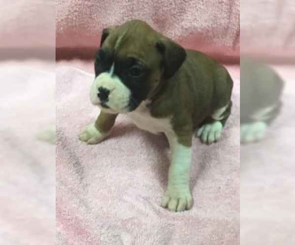 Medium Photo #1 Boxer Puppy For Sale in COATSVILLE, MO, USA