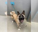 Small Akita Mix