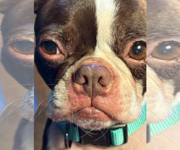 Medium Photo #3 Boston Terrier Puppy For Sale in Davis, CA, USA