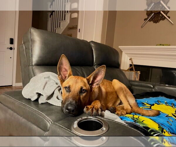 Medium Photo #4 Mutt Puppy For Sale in Dana Point, CA, USA
