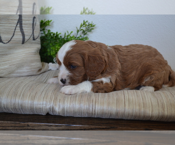 Medium Photo #6 Cavapoo (Toy) Puppy For Sale in GREENWOOD, WI, USA