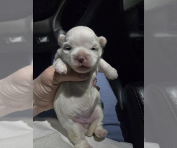 Medium Photo #7 Mal-Shi Puppy For Sale in SAN JOSE, CA, USA