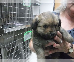 Poodle (Toy)-Unknown Mix Dogs for adoption in Oroville, CA, USA