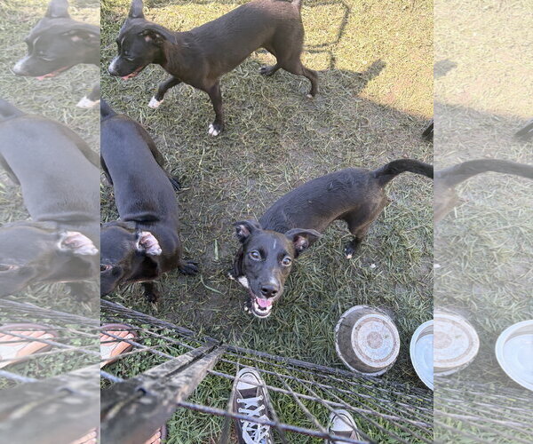 Medium Photo #3 Chihuahua-Whippet Mix Puppy For Sale in Virginia Beach, VA, USA