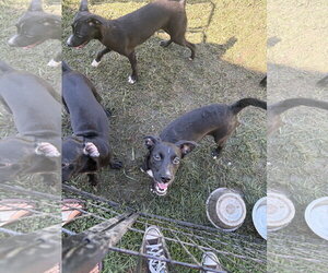 Chihuahua-Retriever  Mix Dogs for adoption in Virginia Beach, VA, USA