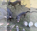 Small #2 Chihuahua-Whippet Mix