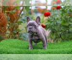 Puppy Jasper French Bulldog