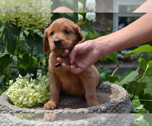 Medium Golden Retriever