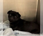 Small #2 Pug