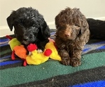 Small Photo #50 Golden Mountain Doodle  Puppy For Sale in REYNOLDSBURG, OH, USA